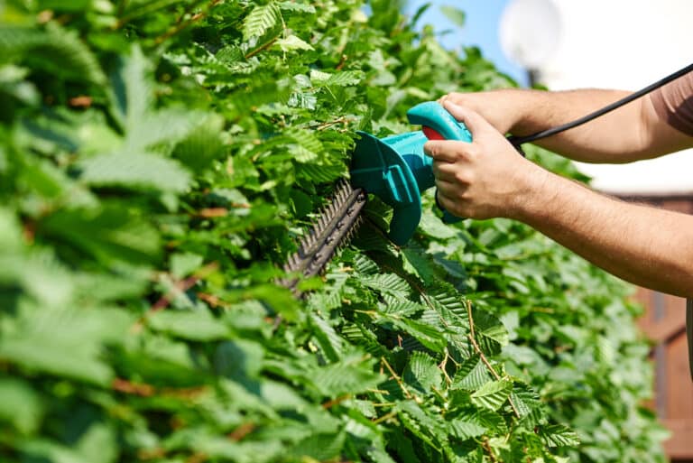 Cutting a hedge
